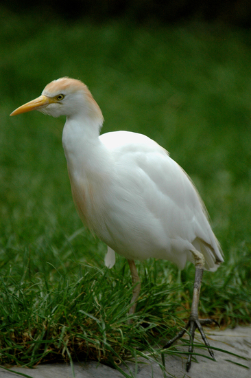 Koereiger