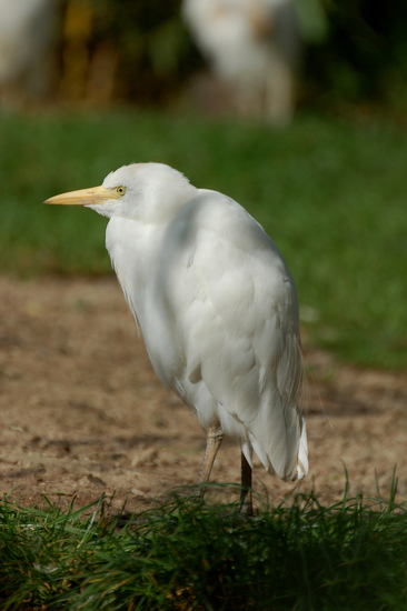 Koereiger