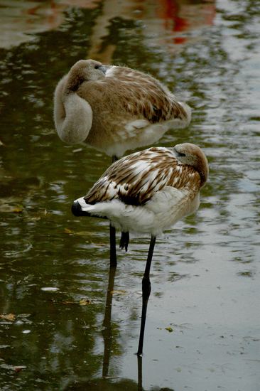 Flamingo (juveniel)