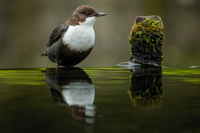 Zwartbuikwaterspreeuw