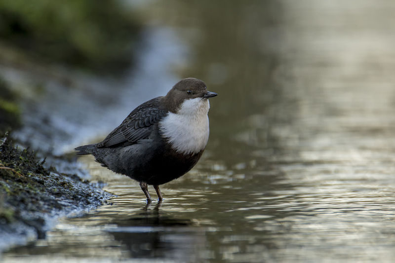 Zwartbuikwaterspreeuw