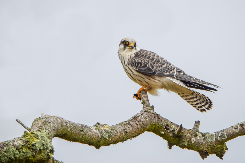 Roodpootvalk ( juveniel v )