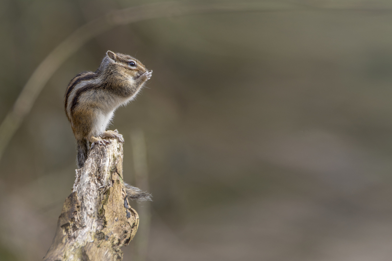 Siberische Grondeekhoorn