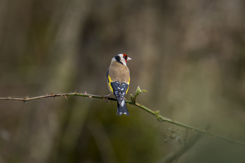 Distelvink ( Puttertje )