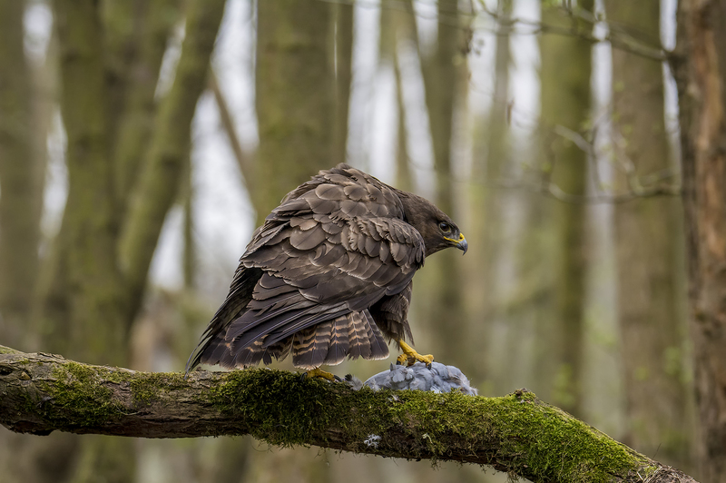 Buizerd