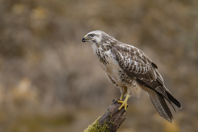 Buizerd