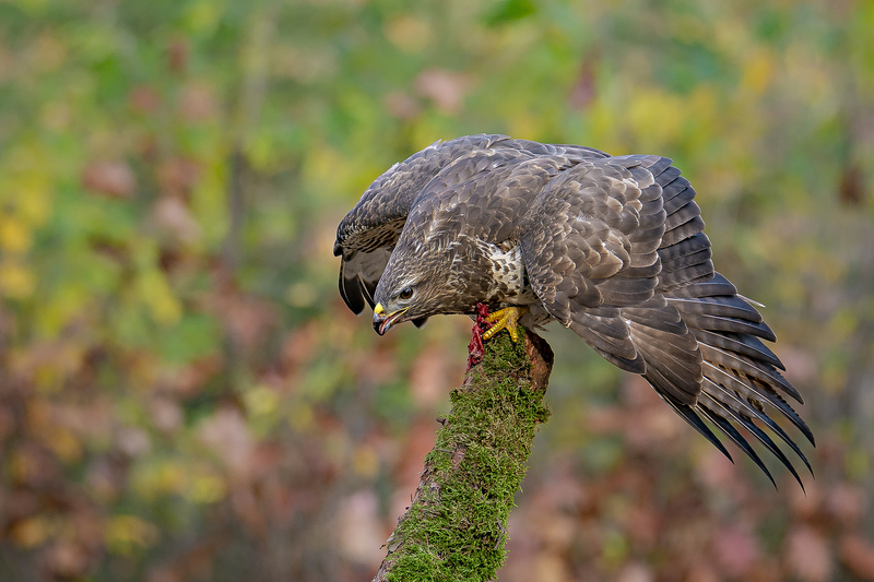 Buizerd