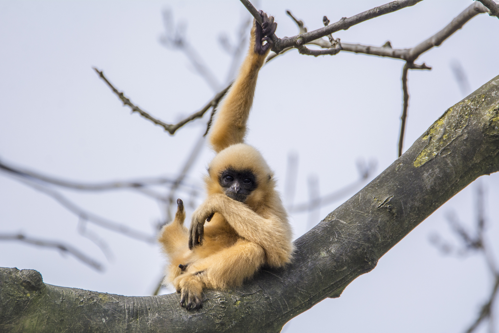 Gibbon