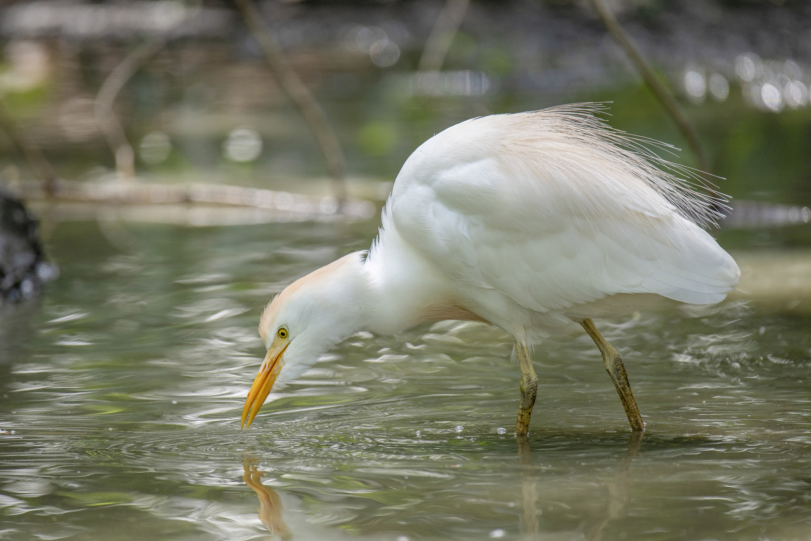 De Koereiger (Bubulcus ibis)
