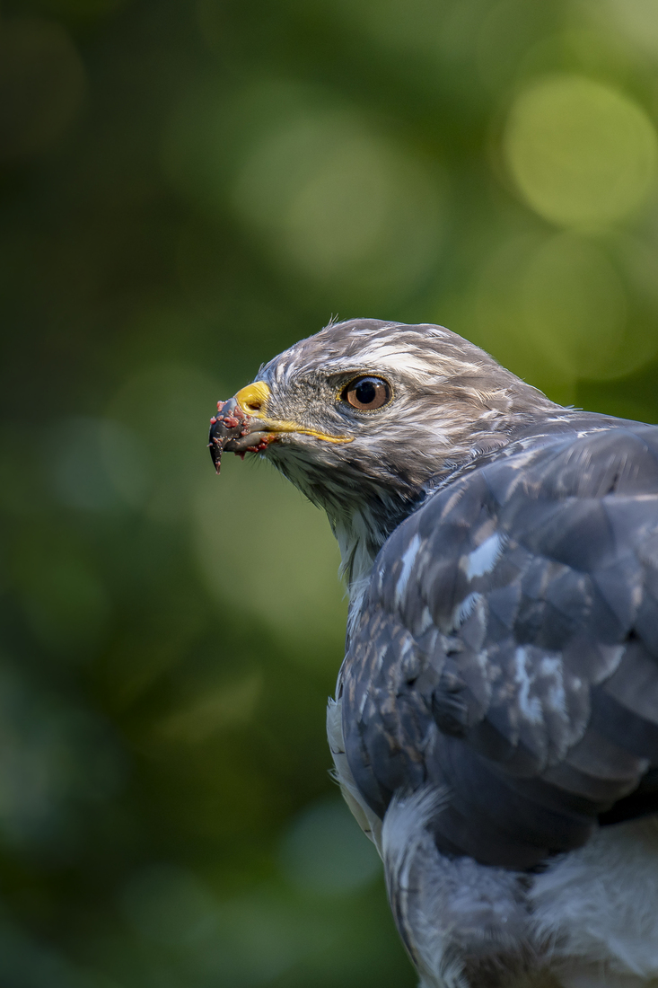 Buizerd