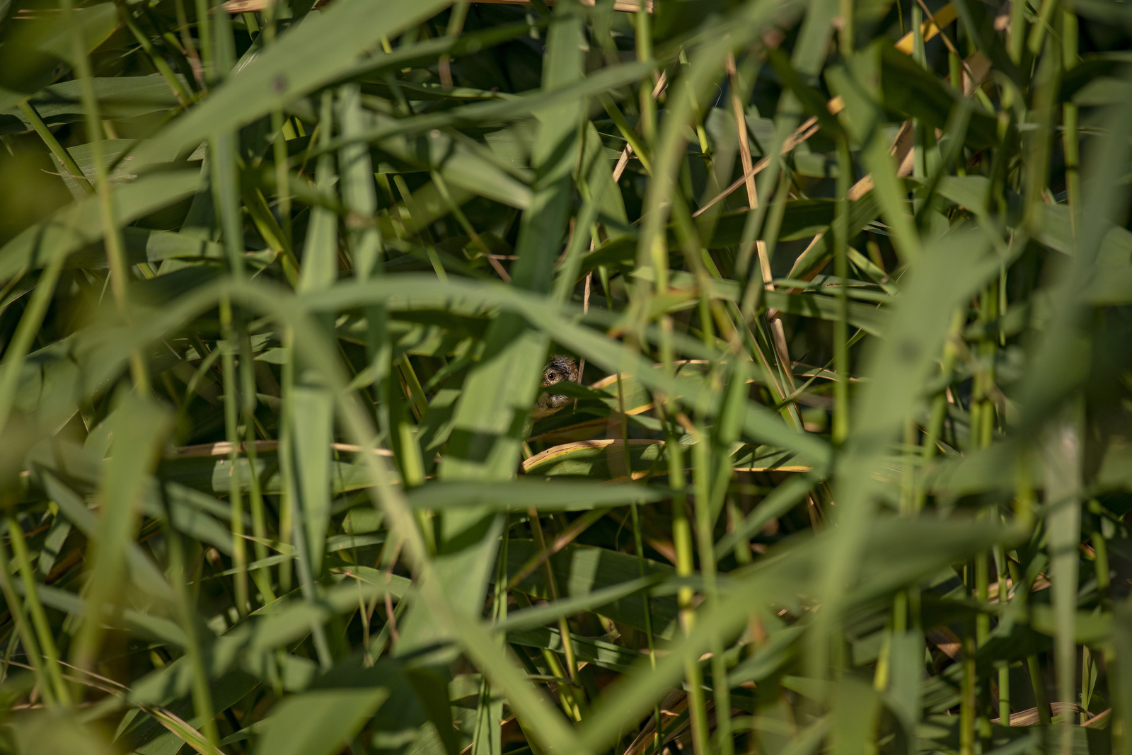 Kleine Karekiet (juv)