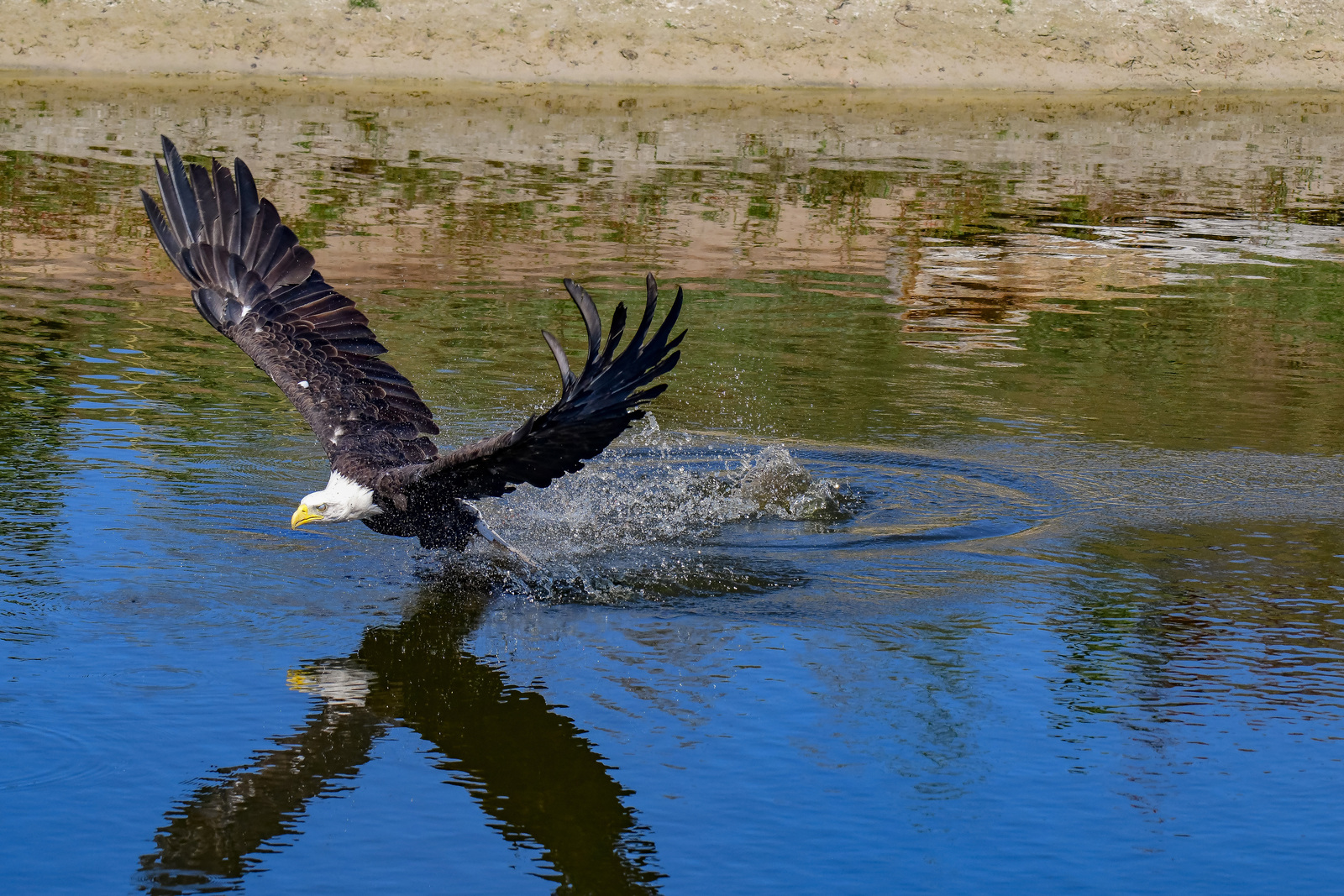 Amerikaanse Zeearend