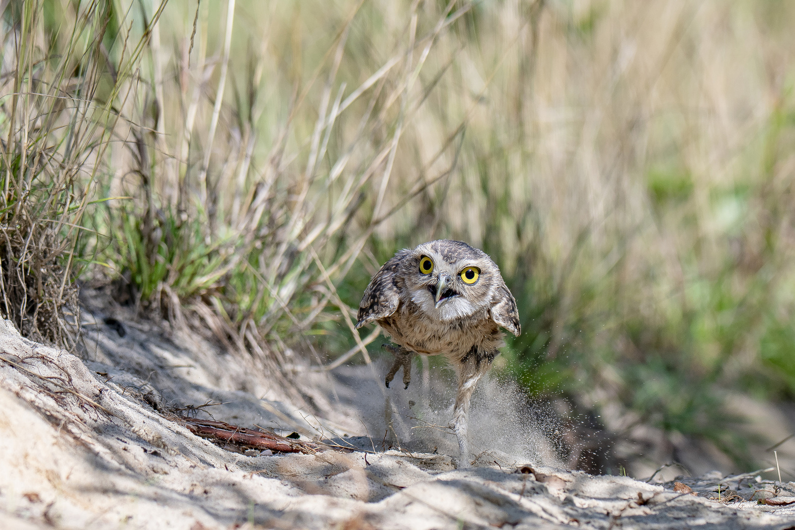 Holenuiltje / Konijnenuiltje
