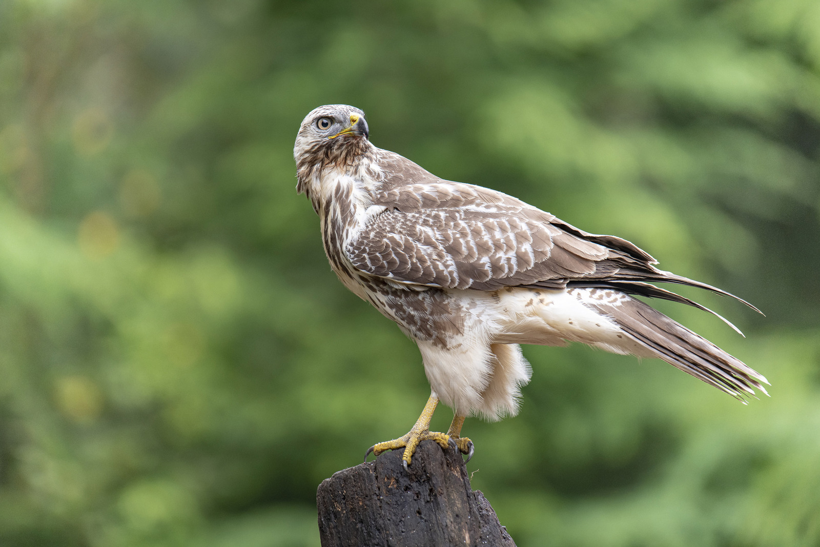 Buizerd