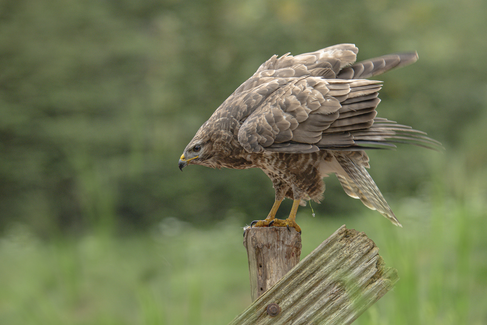 Buizerd