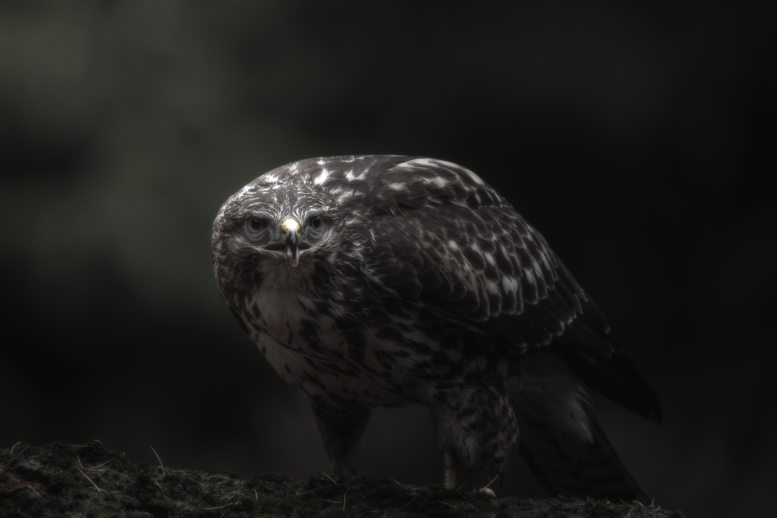 Dark Buzzard