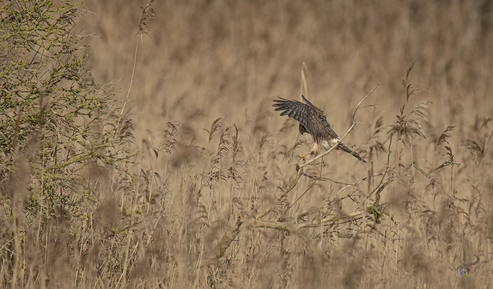Blauwe Kiekendief (v)