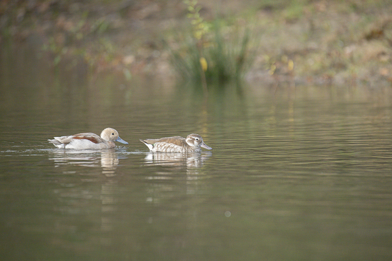 Blonde Roodschoudertaling