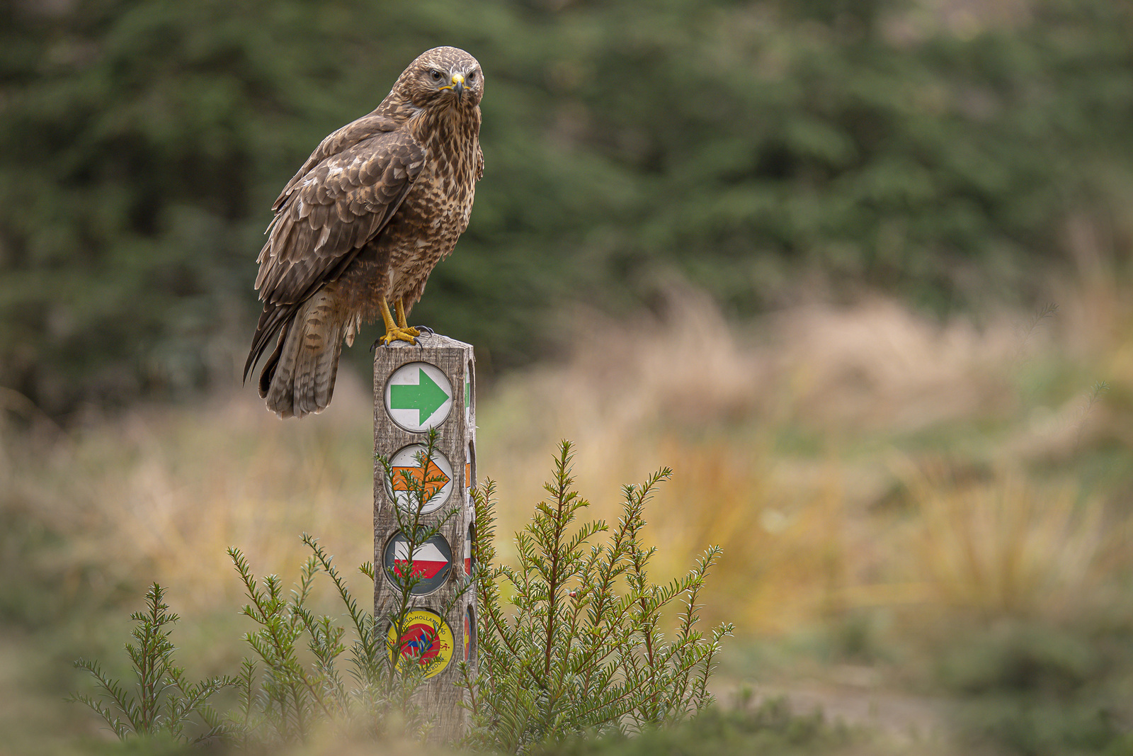 Buizerd