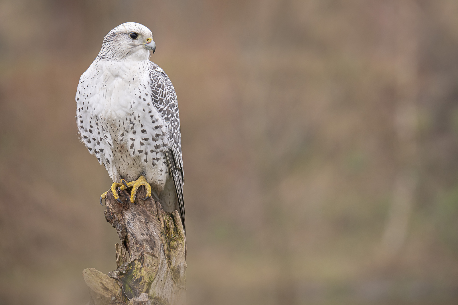Giervalk (Falco rusticolus)