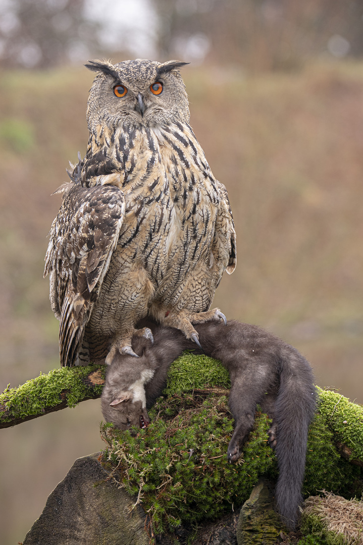 Oehoe vs Steenmarter