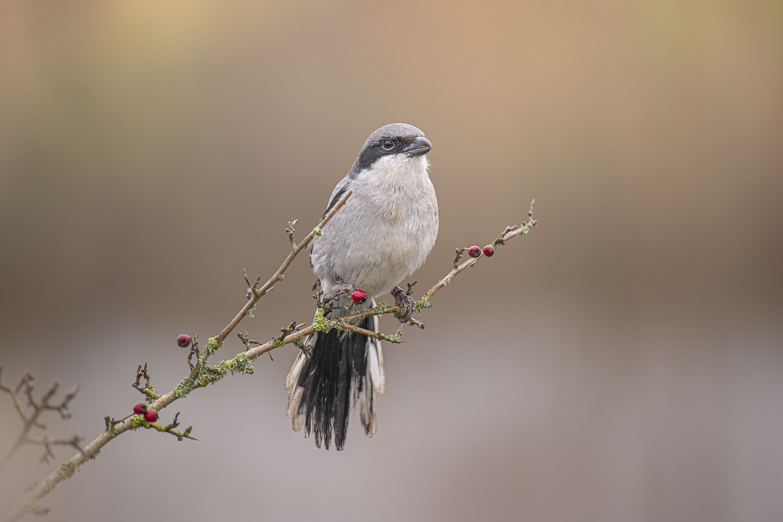 De Klapekster of Blauwe Klauwier (Lanius excubitor)