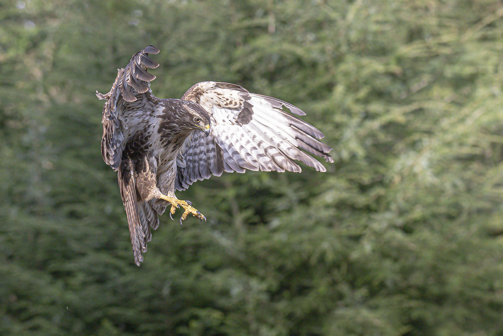 Buizerd