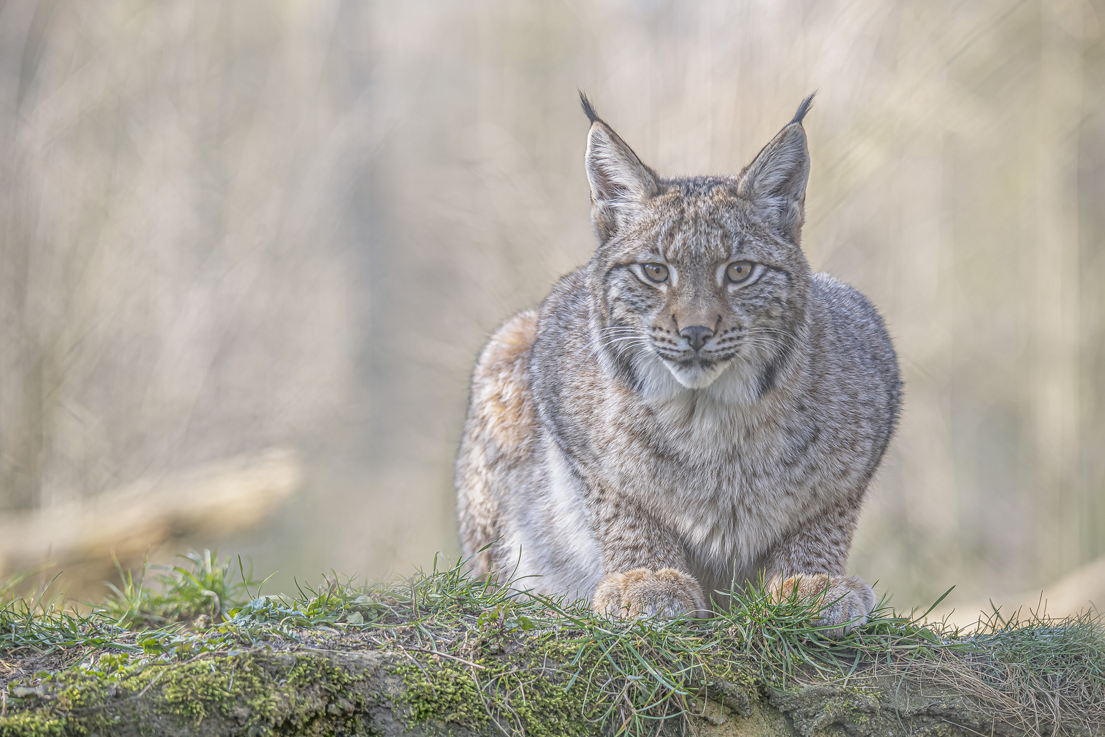 Lynx