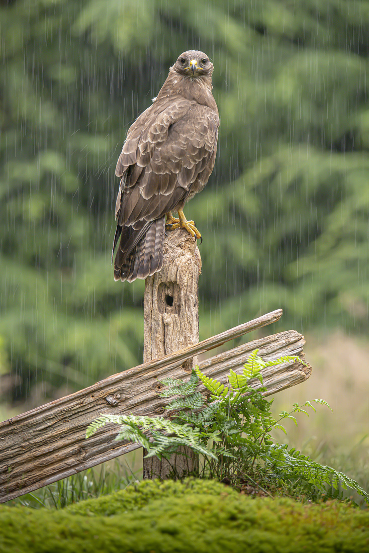 Buizerd