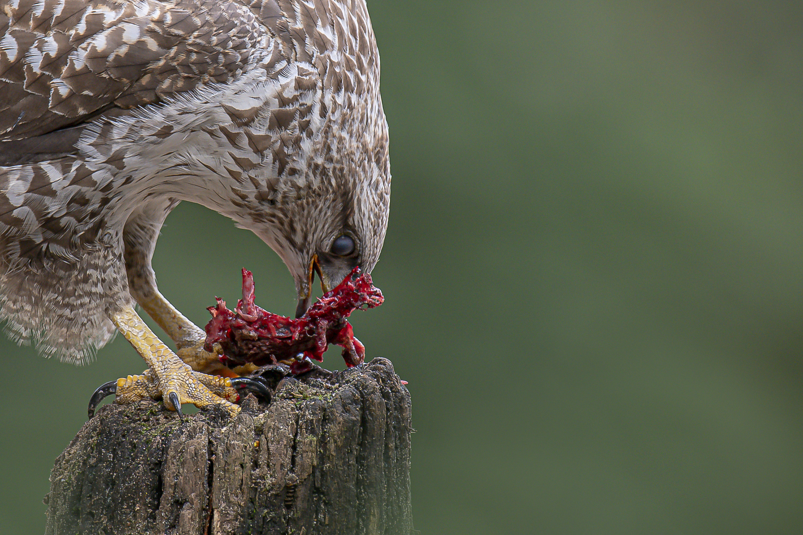 Buizerd