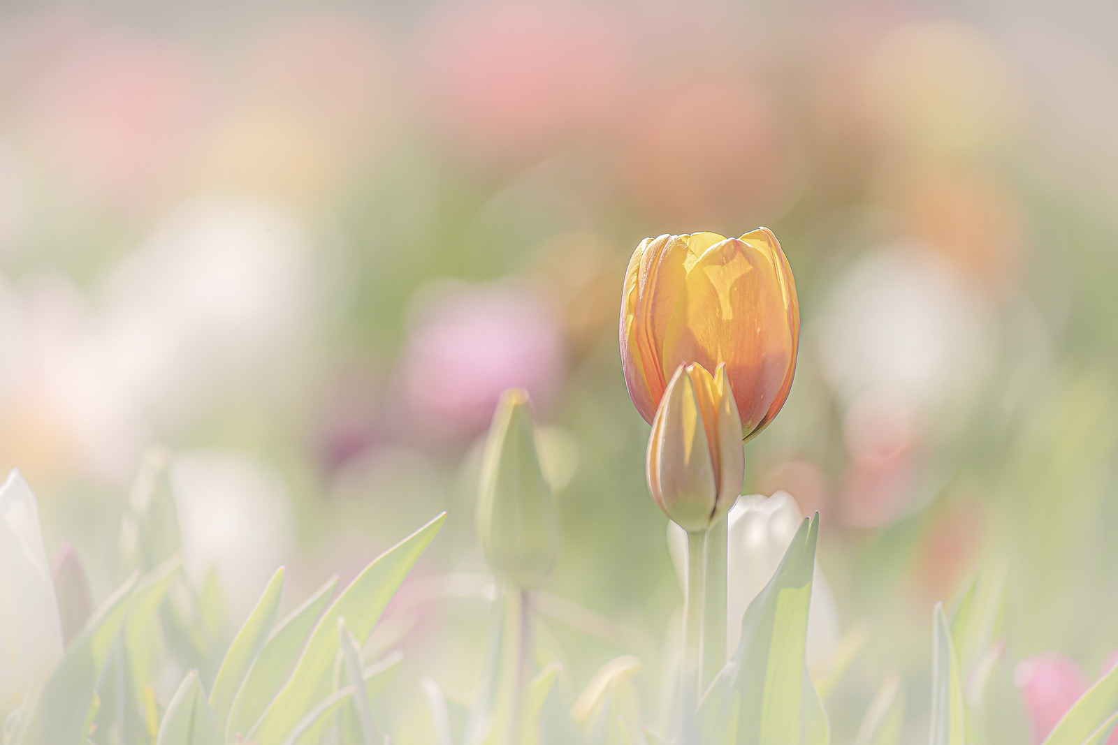 Tulpen