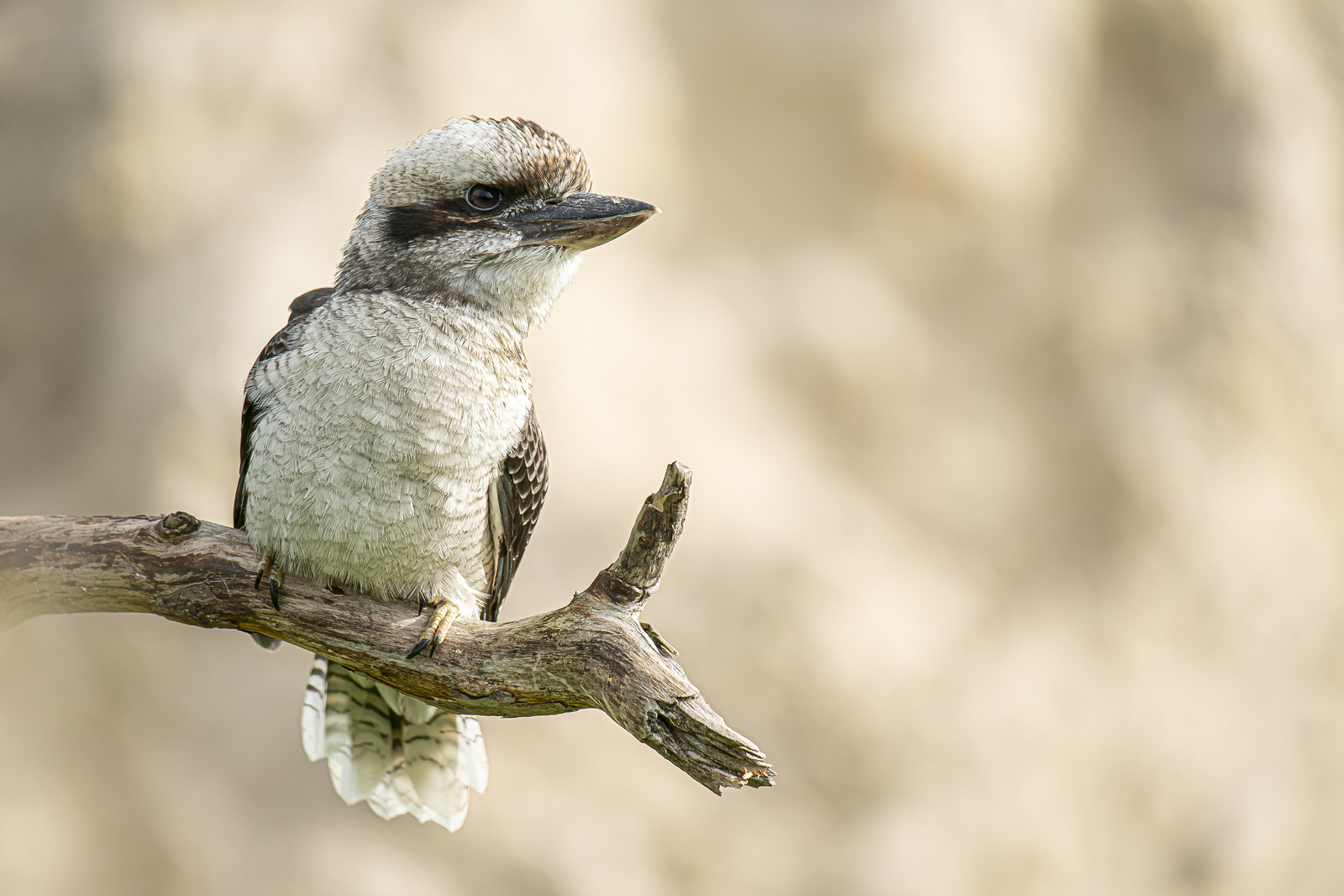 Kookaburra