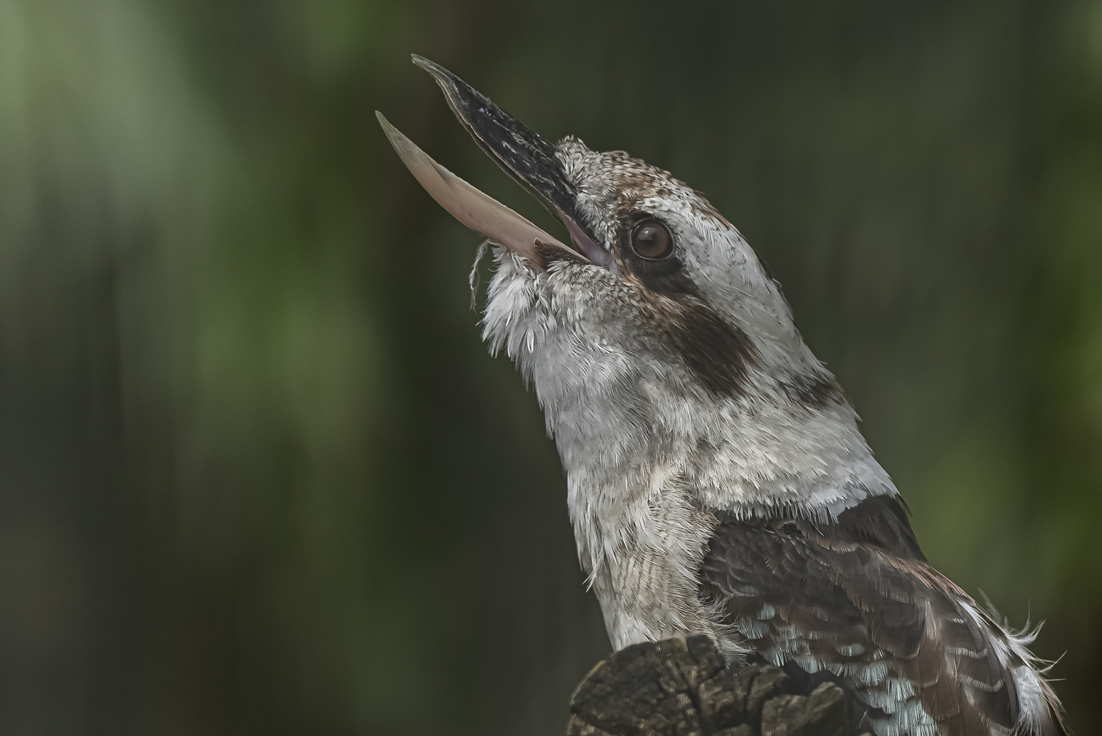 Kookaburra