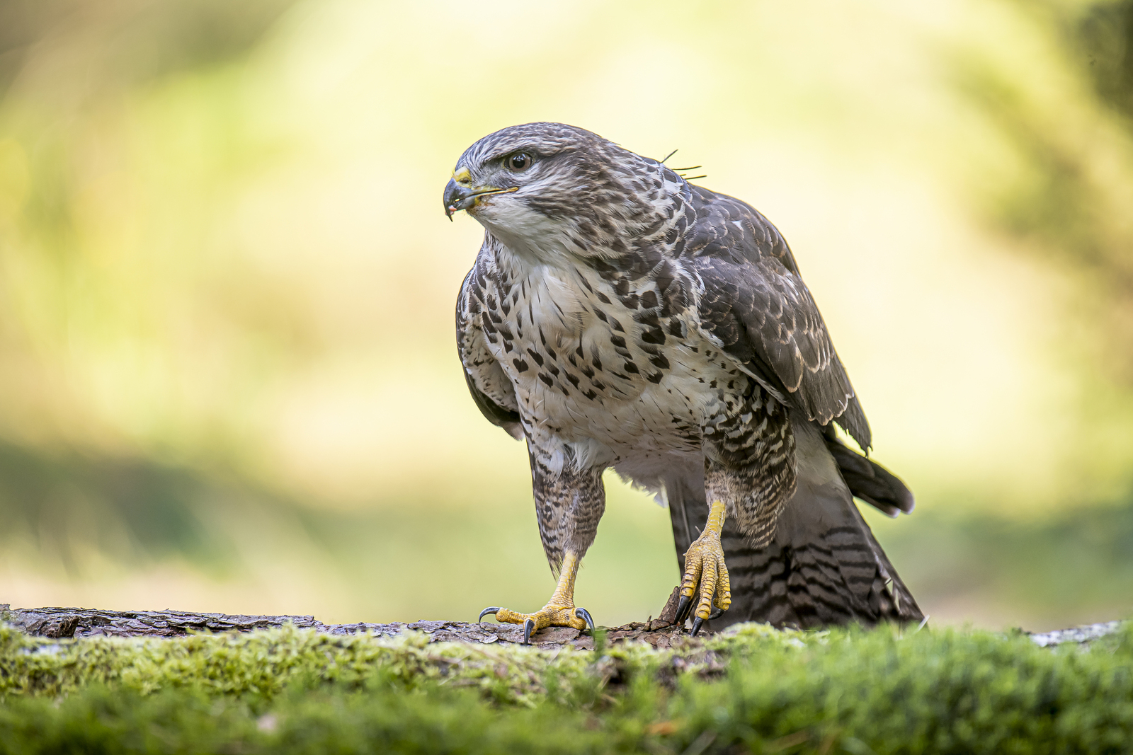 Buizerd