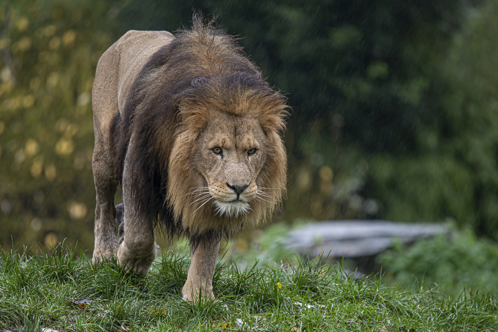 Lion in the Rain