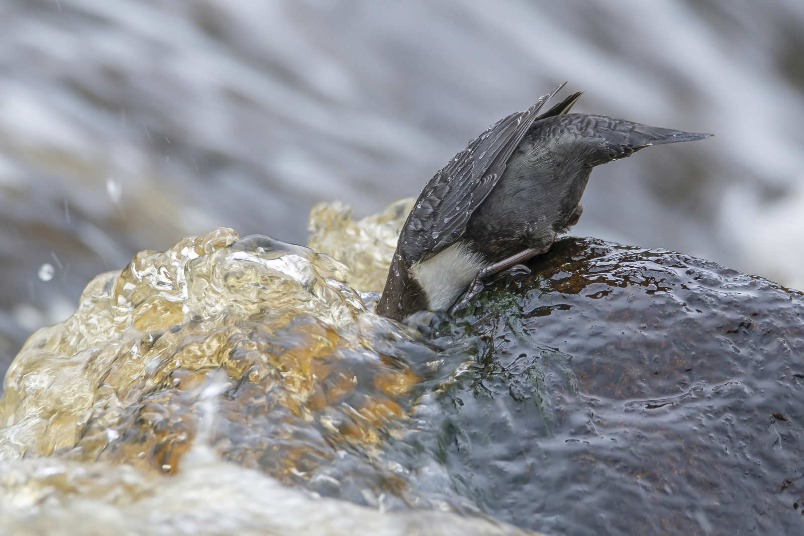 Zwartbuikwaterspreeuw