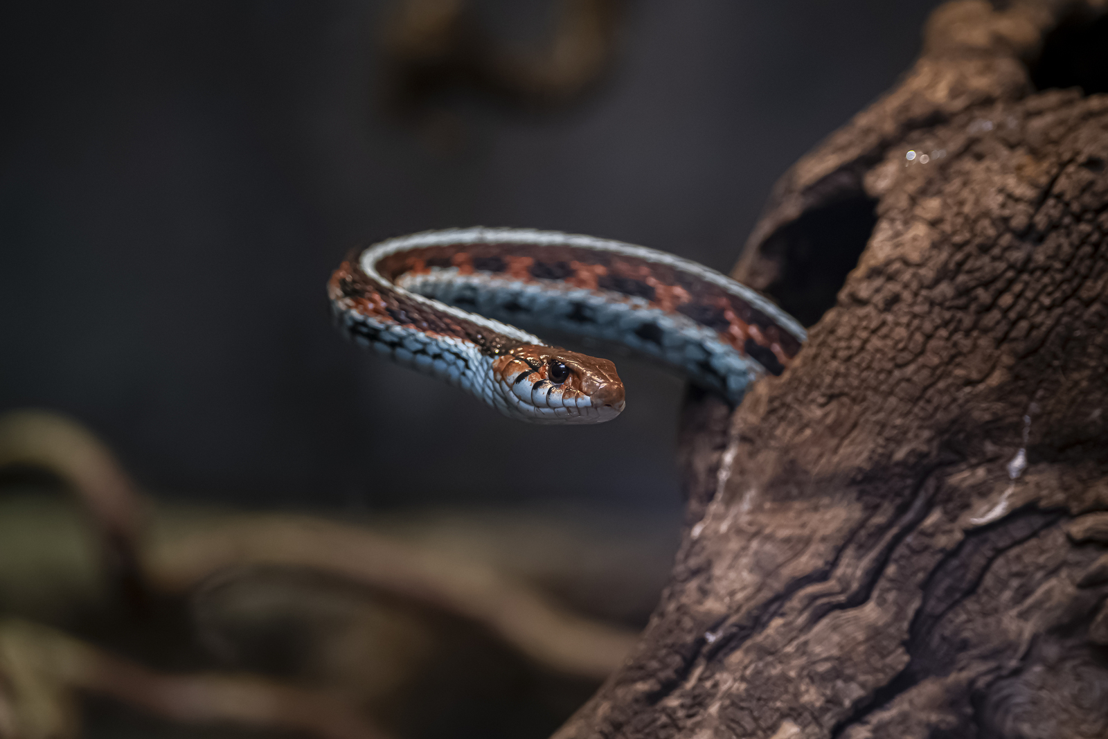 Prariekousebandslang  (Thamnophis radix) 