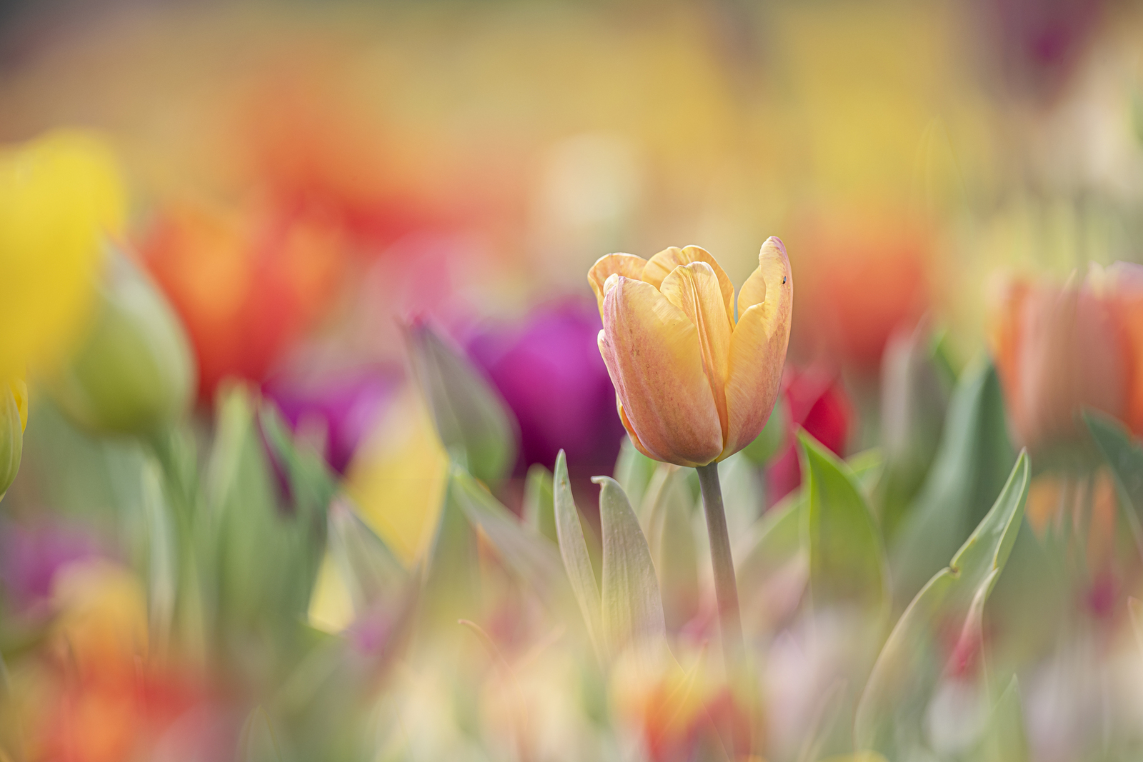 Tulp