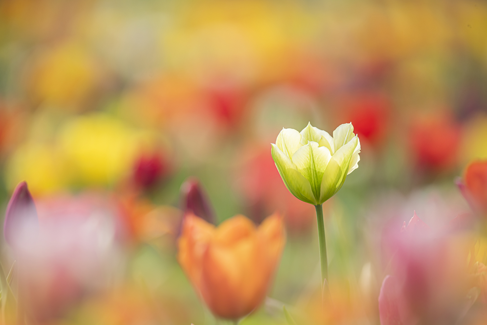 Tulp