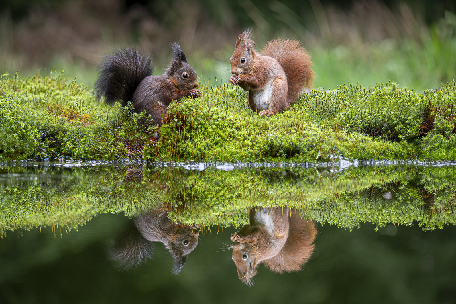 Eekhoorntjes