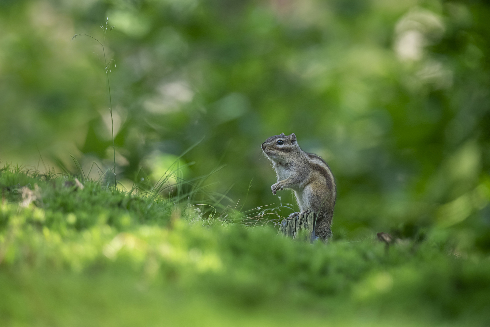 Siberische Grondeekhoorn