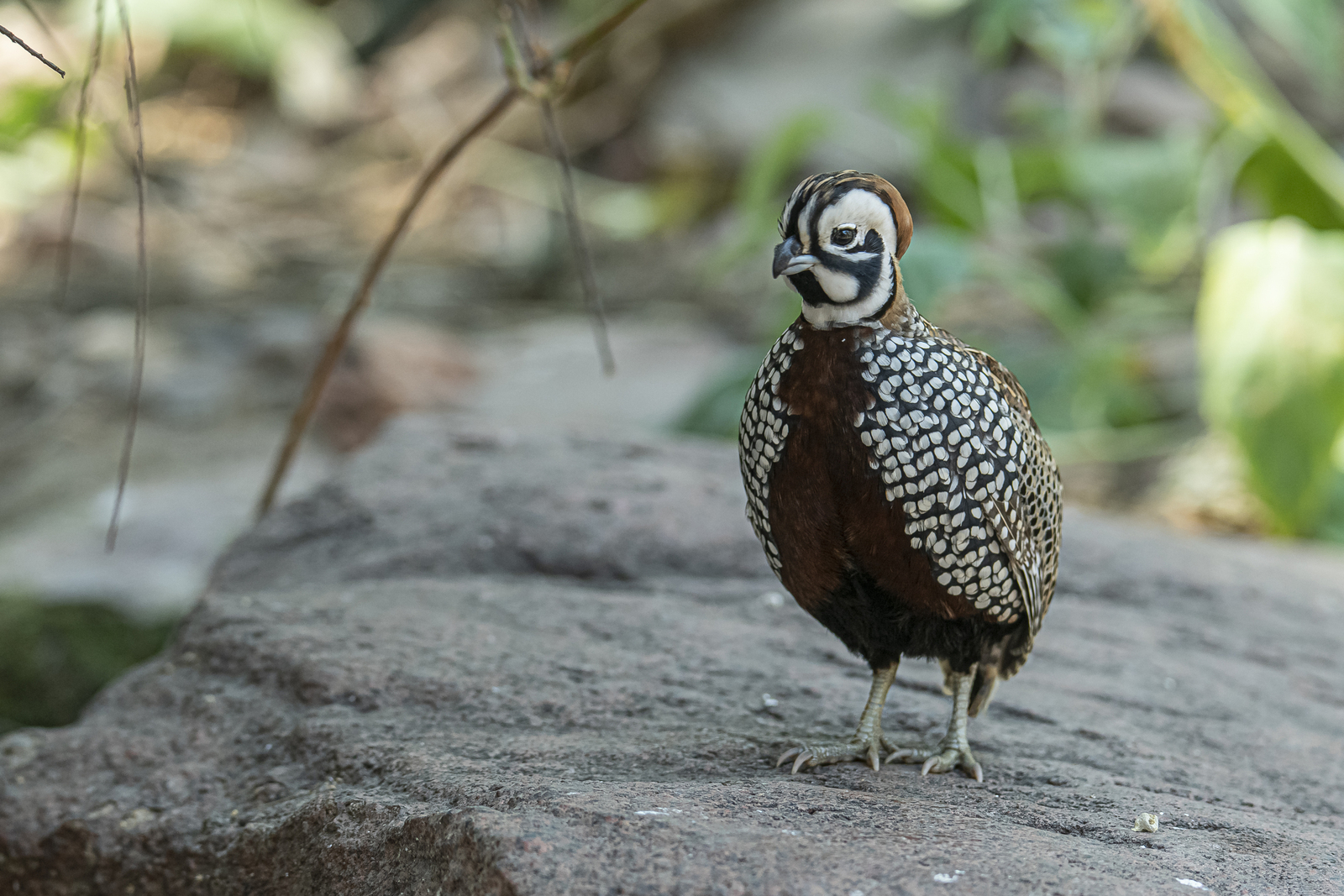 Montezumabergkwartel