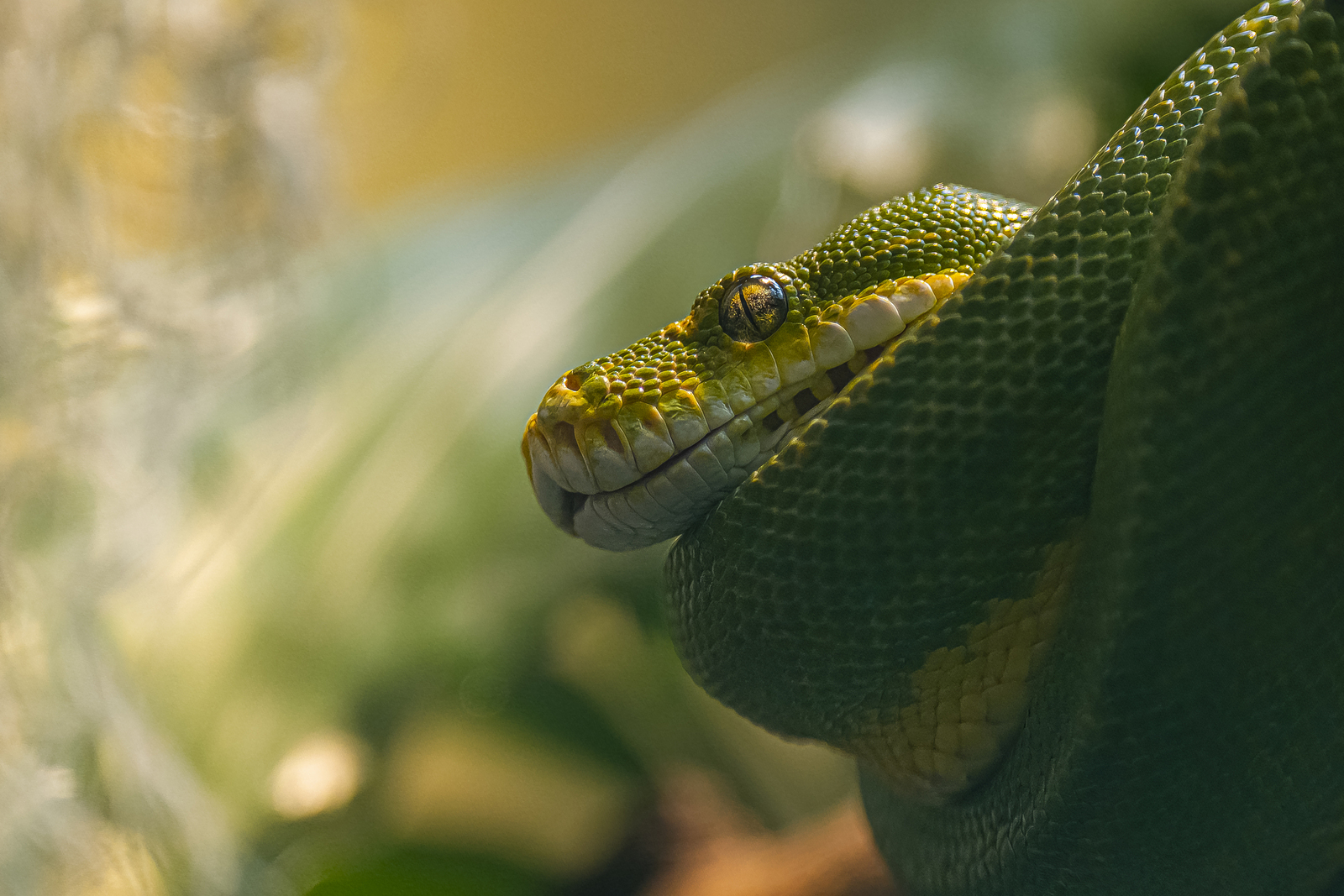 Groene Boompython