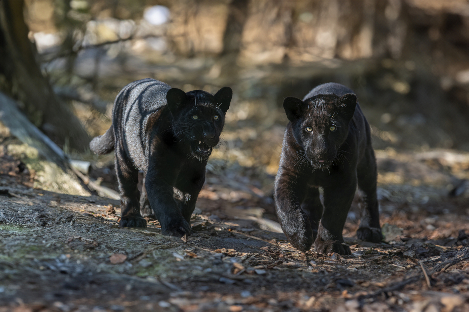 Jaguar pups