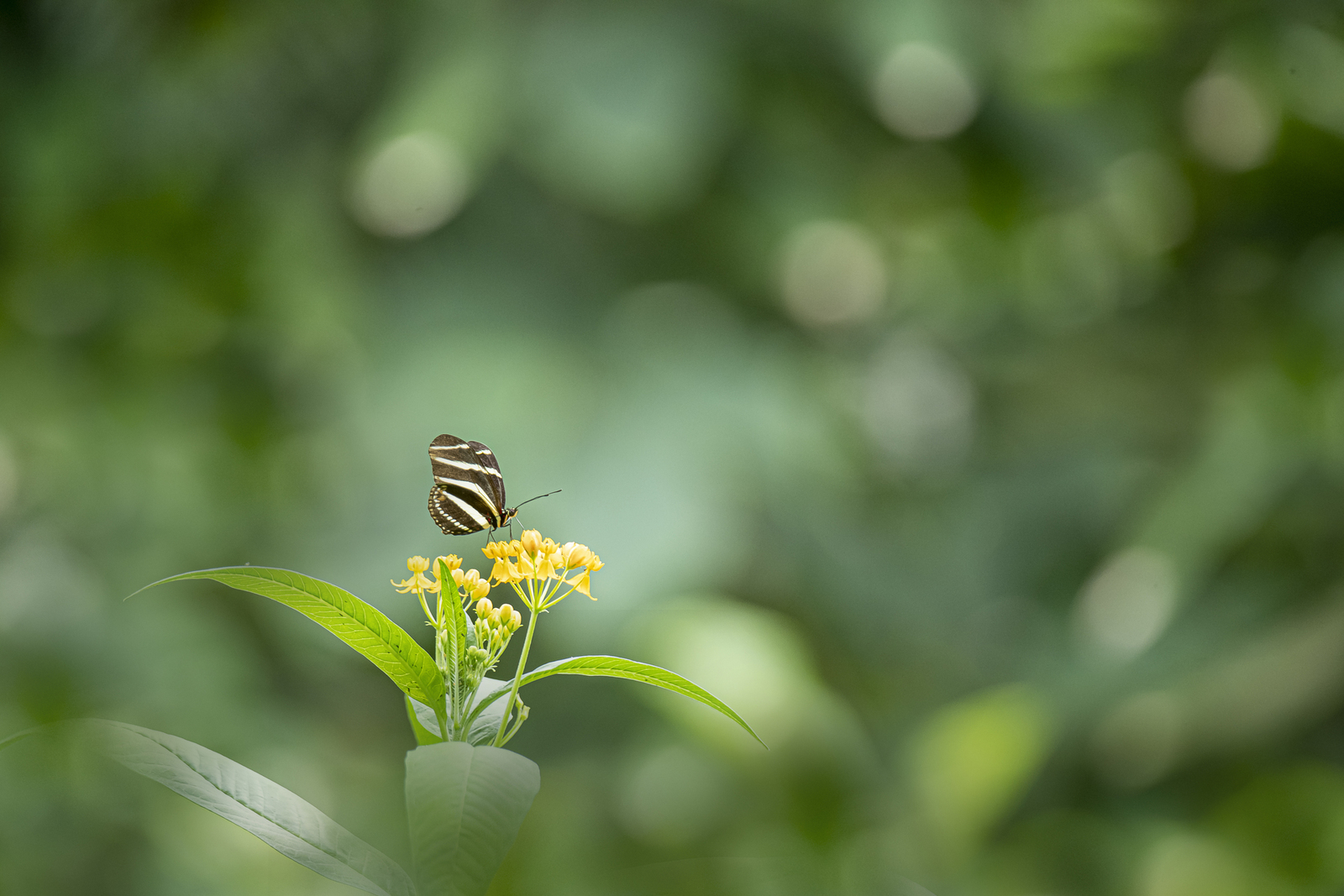 Zebra Longwing 