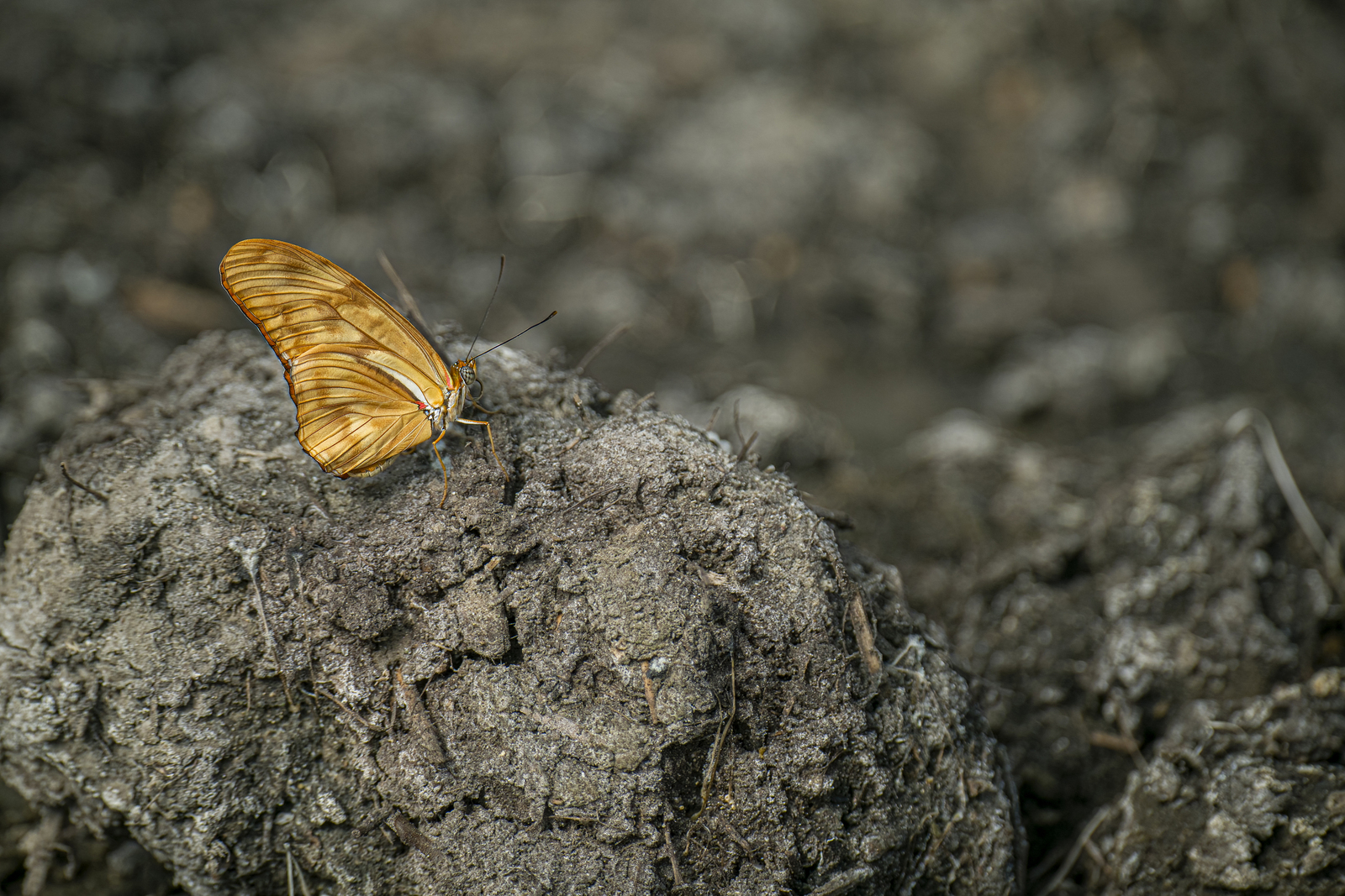 Oranje Passiebloemvlinder