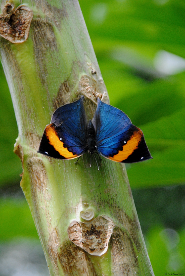 Oranje Eikenbladvlinder 