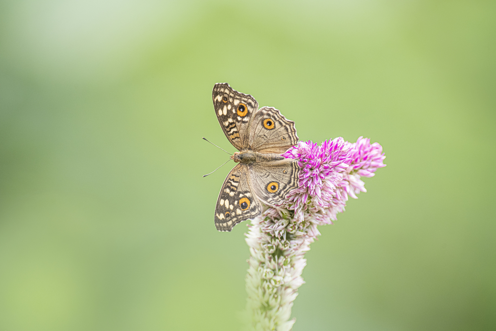 Junonia Lemonias