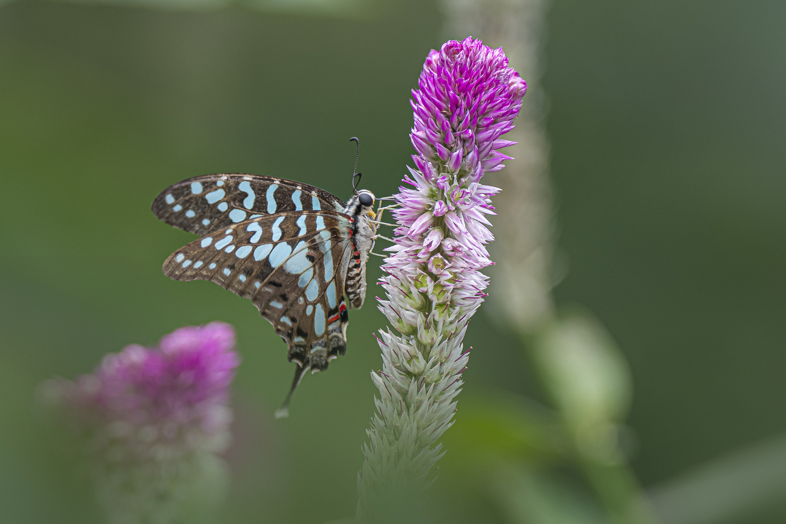Grote Gestreepte Zwaartstaart 