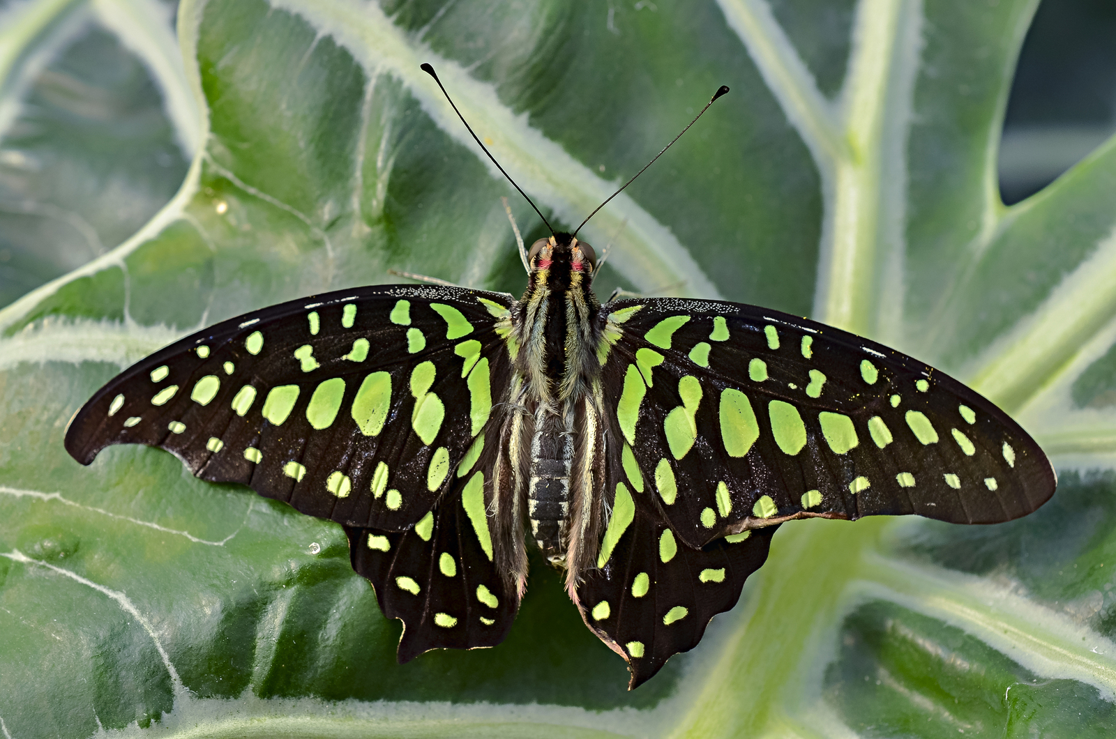 Graphium Agamemnon
